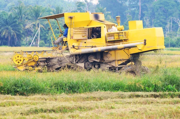 Harvesting paddy with harvesting machine — Stock Photo, Image
