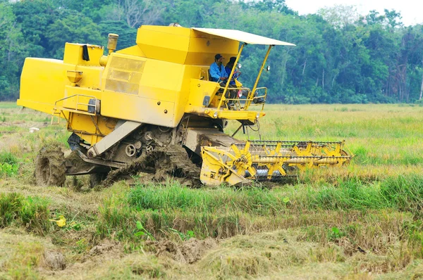 Harvesting paddy with harvesting machine — Stock Photo, Image