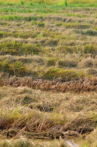 Paddy campo ripulito dopo il raccolto — Foto Stock