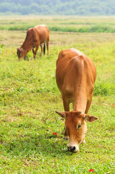 Две коровы едят траву — стоковое фото