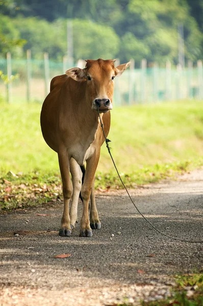Коричневая корова стоит на дороге — стоковое фото