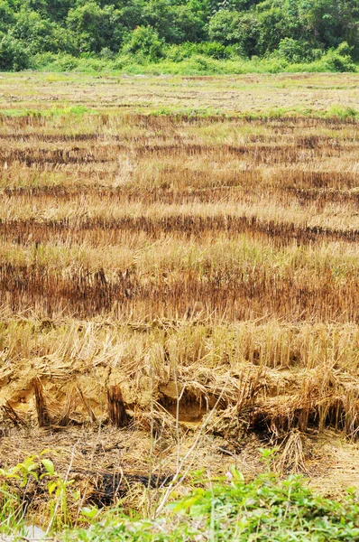 Campo de arroz queimado após a colheita — Fotografia de Stock