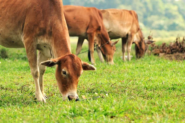 Корова ест траву — стоковое фото
