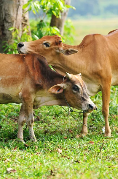 Близкая корова с любовью — стоковое фото