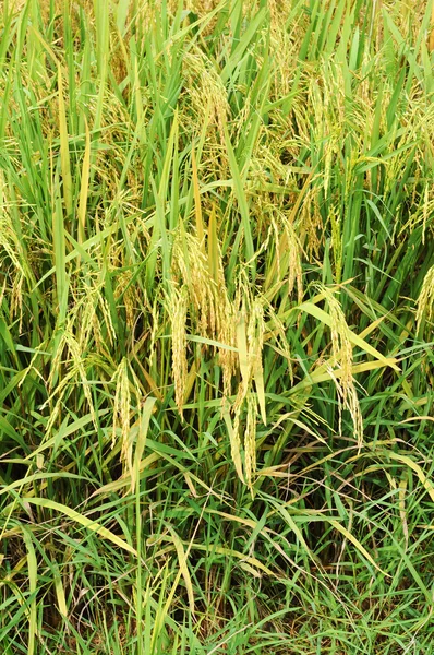 Reife Reisfelder — Stockfoto