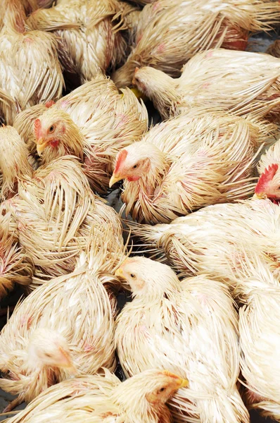 Multidão de frango — Fotografia de Stock