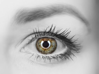 Close-up womanish eye clipart