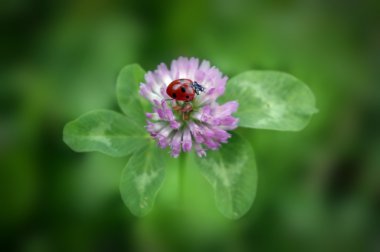 Ladybird on clover sheet clipart