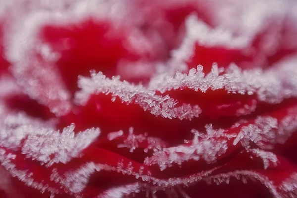 Růže s ledovými krystaly — Stock fotografie