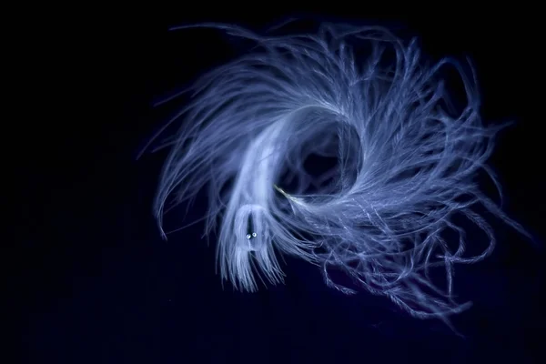 stock image Feather against a dark background