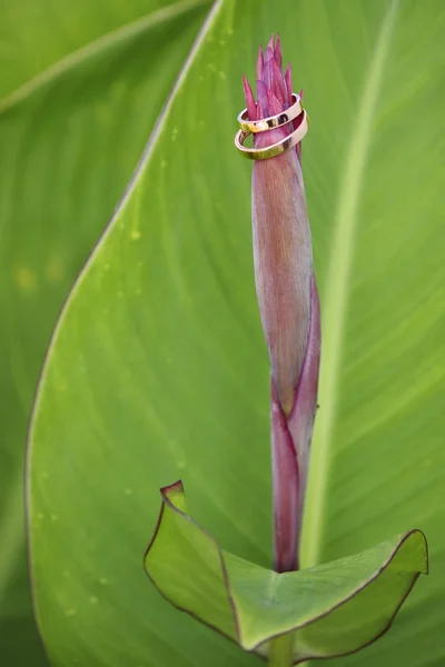 Blumenkonserven mit Eheringen — Stockfoto