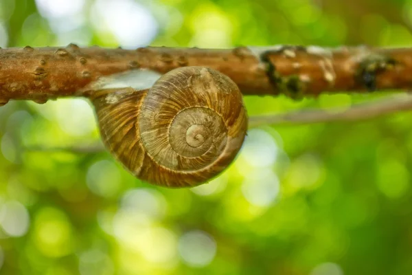 stock image Snail on a branch