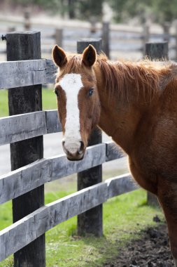 bir hortum portresi.