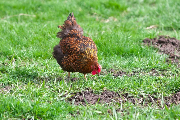 Chicken feeds in yard. — Stock Photo, Image