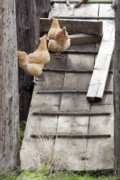 Chickens on a wooden ramp. — Stock Photo, Image