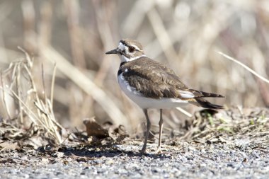 Kildeer'in yabani otlar tarafından.