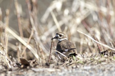 Kildeer'in kahverengi çimen tarafından.