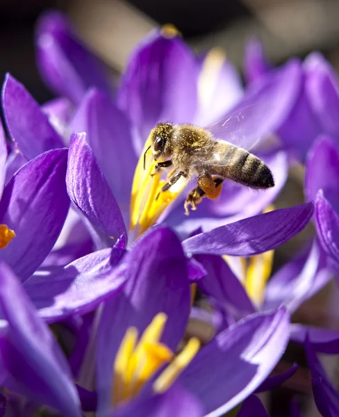 Honungsbin på en blomma. — Stockfoto