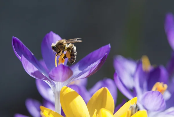 Bee on top of a crocus. — Stock Photo, Image
