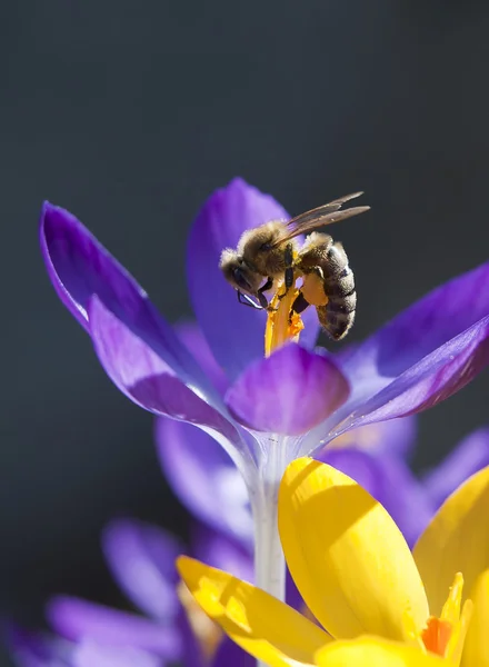Honungsbiet samlar pollen. — Stockfoto