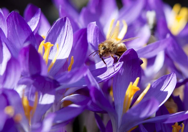 Bal arısı Çiğdem yaprağı üzerinde. — Stok fotoğraf