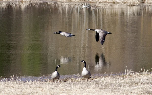 Two geese flying low. — Stock Photo, Image