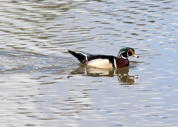 Pływanie kaczek drewno. — Zdjęcie stockowe