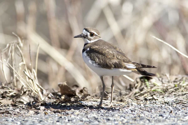 Kildeer'in yabani otlar tarafından. — Stok fotoğraf