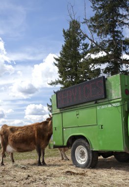 Cow eating hay from a truck. clipart