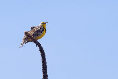 Batı meadowlark.