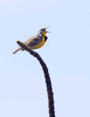 Meadowlark bitki üzerinde tünemiş.