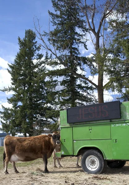 Cow eating hay from truck.