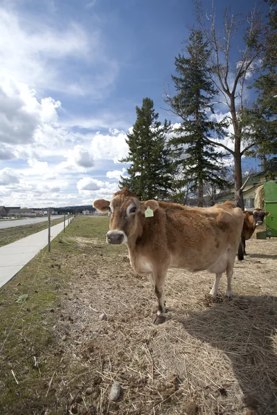 Vaca em campo pequeno pela calçada . — Fotografia de Stock