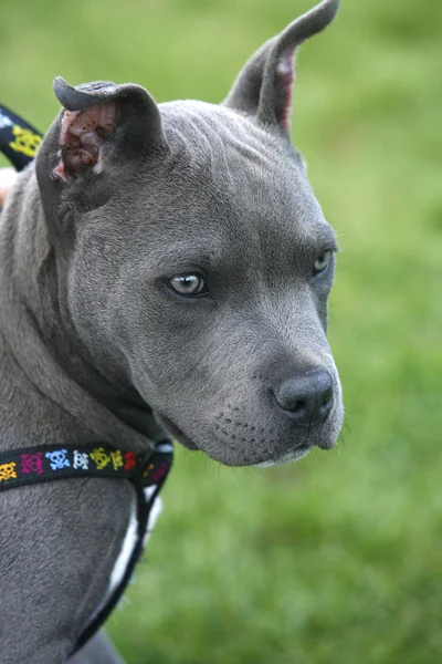 stock image Portrait of a pit bull pup.