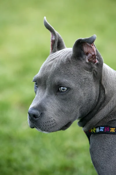 Pit Bull puppy. — Stock Photo, Image