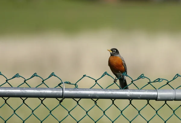 Robin on fence. — Stock Photo, Image