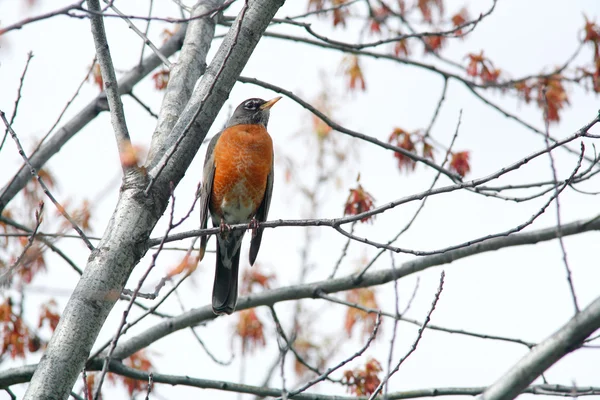 Robin na drzewie. — Zdjęcie stockowe