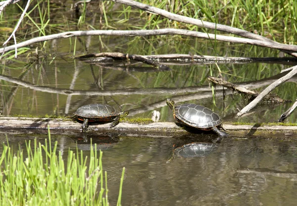 Duas tartarugas no log . — Fotografia de Stock
