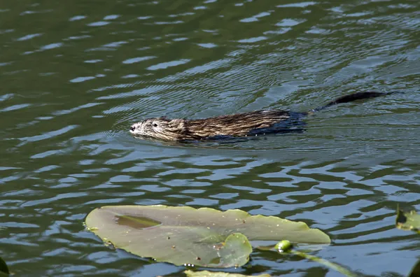Piżmak pływanie w jeziorze. — Zdjęcie stockowe