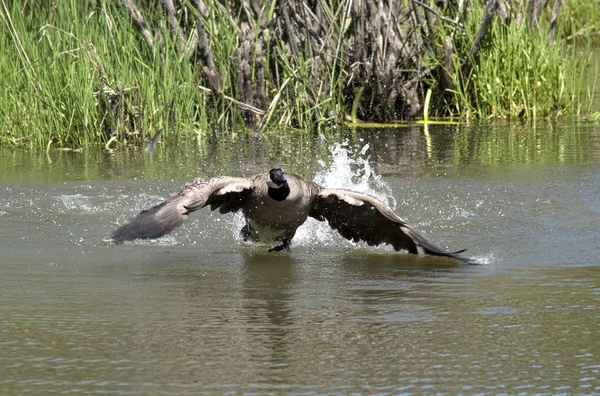 Goose prepares to land in water. — Stock Photo, Image
