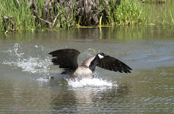 stock image Goose lands in water.