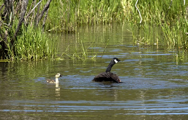 Mother goose and gosling. — Stock Photo, Image