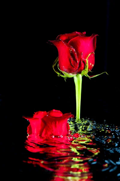 Rose che sorgono dall'acqua . — Foto Stock