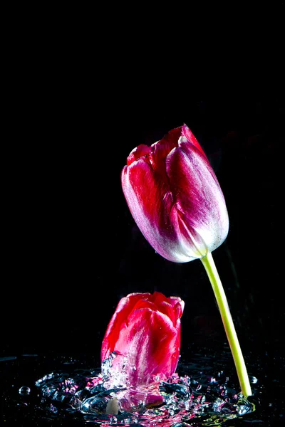 Des tulipes sortent de l'eau . — Photo
