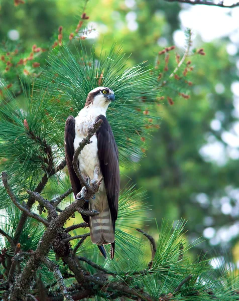 Osprey bertengger di pohon . — Stok Foto