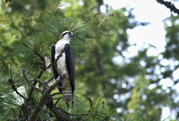 Osprey sedí na stromě. — Stock fotografie