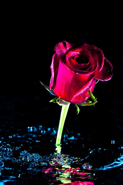 Jedna róża w miesza wodę. — Zdjęcie stockowe
