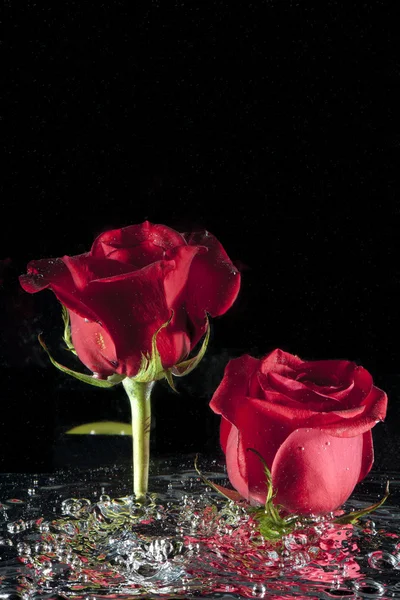 Rosas em água agitada . — Fotografia de Stock