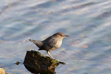 American dipper on a rock. clipart