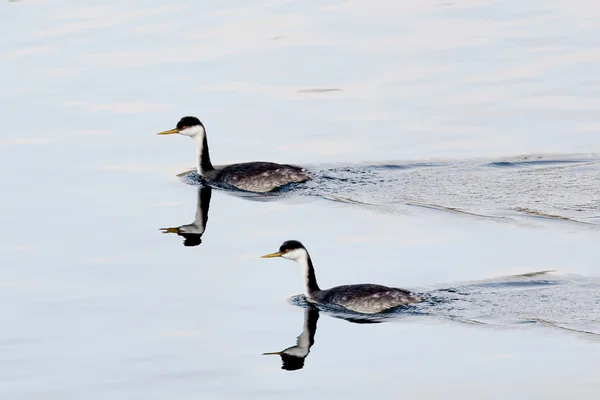 Two horned grebe swimming. — Stock Photo, Image